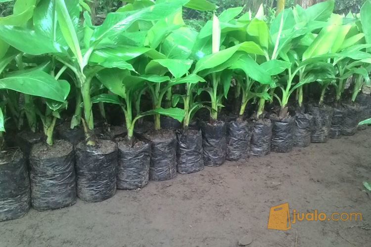 Polybag Untuk Tanaman Kangkung Kab Sidoarjo Jualo