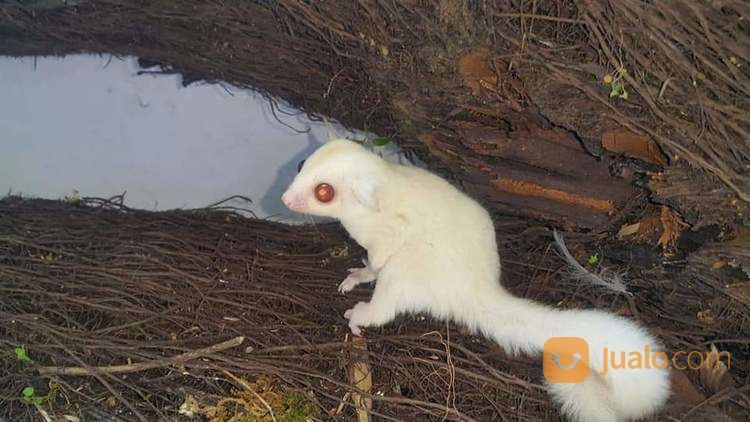 Sugar Glider Joey Albino Creamino Kab Mojokerto Jualo