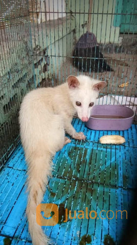 Jual Musang  Pandan Albino