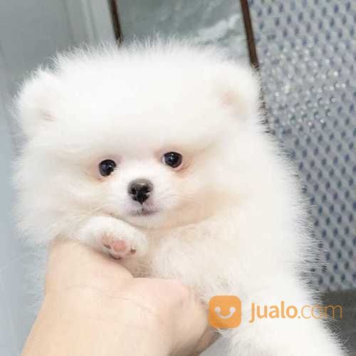 17++ Harga makanan anjing mini pom new