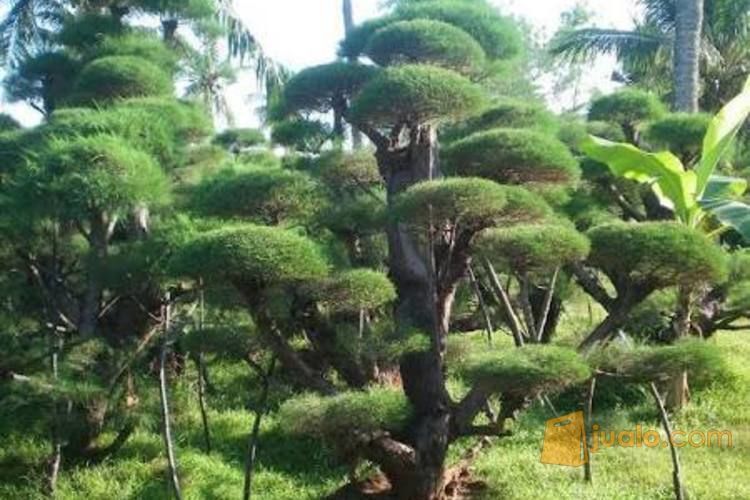 jual pohon cemara udang dll Tangerang Jualo jual pohon cemara udang dll Tangerang Jualo