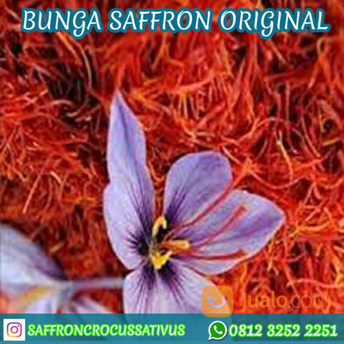 Original Wa 62 812 3252 2251 Tsel Putik Bunga Saffron Samarinda Aceh Kab Bojonegoro Jualo