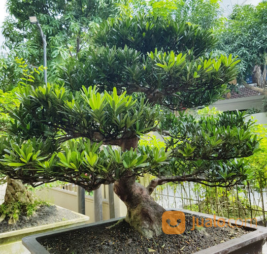  Bonsai Lohansung  Juara Medan Jualo