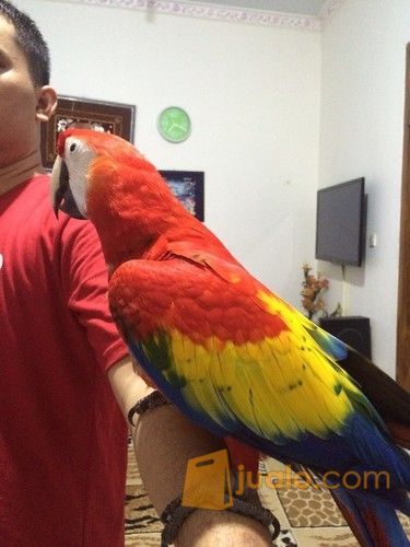 Jual Burung Pintar Paruh Bengkok Macaw Scarlet Dijamin Sudah Jinak