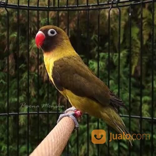 45++ Gambar burung lovebird olive terupdate