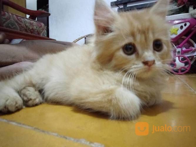 Kitten Persia Kaki Pendek