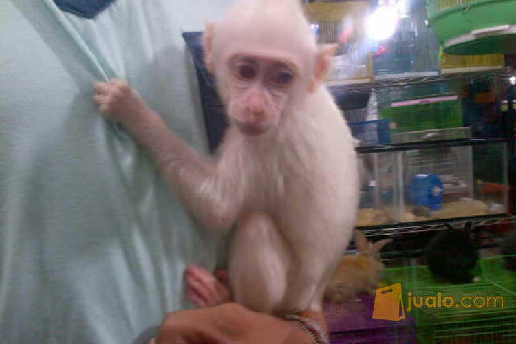 17++ Hewan monyet putih release