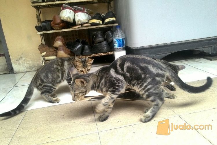 Kucing Kitten Bengal Marble Semarang Jualo Kamu bisa menemukan penjual kucing bengal dari seluruh indonesia yang terdekat dari lokasi & wilayah kamu sekarang. kucing kitten bengal marble