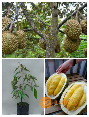 Bibit Pohon Durian Montong Unggul Jenis Super Pembibitan Tanaman Buah Duren Okulasi Cangkok Terbaik Bekasi Jualo