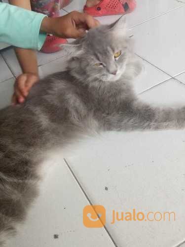 Jual Beli Kucing Peliharaan Yogyakarta Bekas Dan Baru Jualo