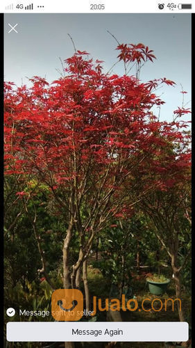 Pohon Soka Murah.Dll