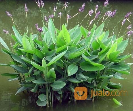 Pohon Soka Murah.Dll