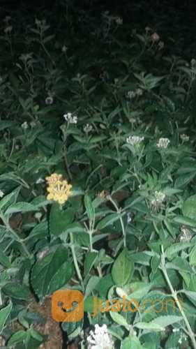 Pohon Soka Murah.Dll