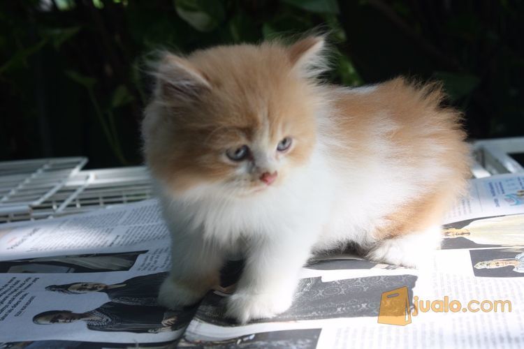 Kucing Persia Lucu, gendut, menggemaskan di Kota Bekasi, Jawa Barat