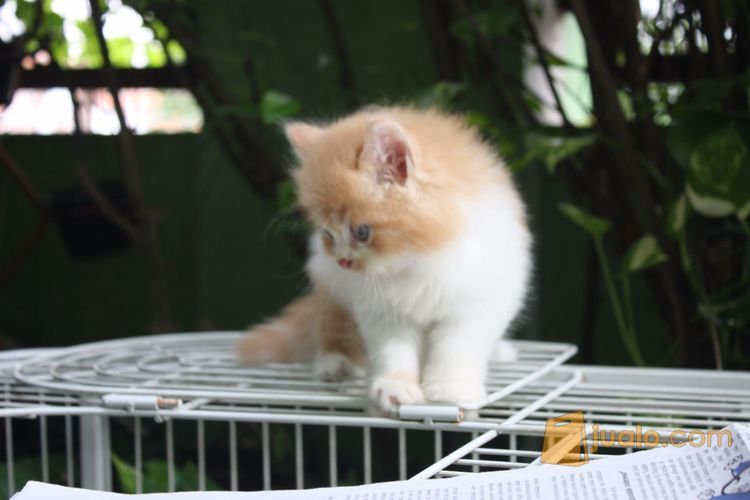 Kucing Persia Lucu, gendut, menggemaskan di Kota Bekasi, Jawa Barat