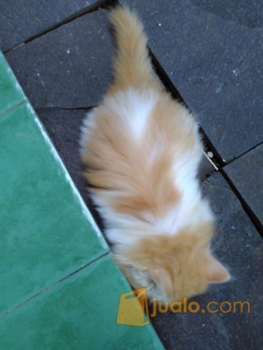 Kucing Persia Lucu, gendut, menggemaskan di Kota Bekasi, Jawa Barat