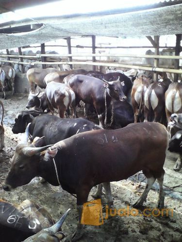 Sapi Kupang Ntt Depok Jualo