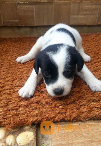 Anak Anjing Jenis Terrier Lucu Berbulu Halus Tangerang Selatan Jualo