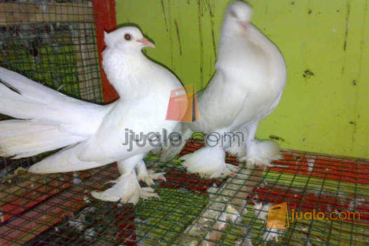 32+ Merpati hias burung dara terbaru