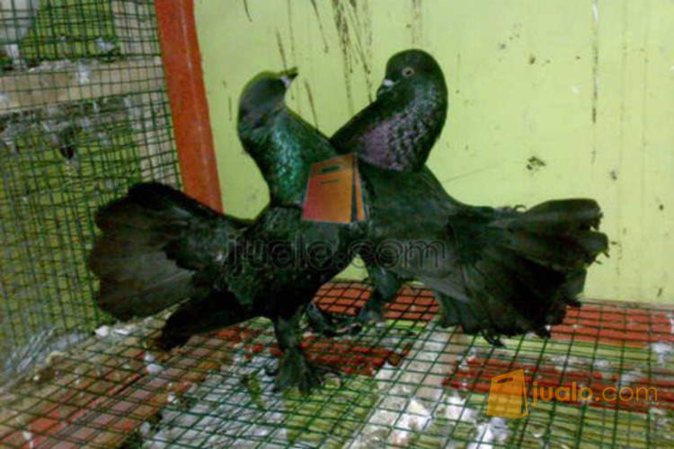 Burung Dara Merpati Hias Kipas Persi Fantail S O L D Kab