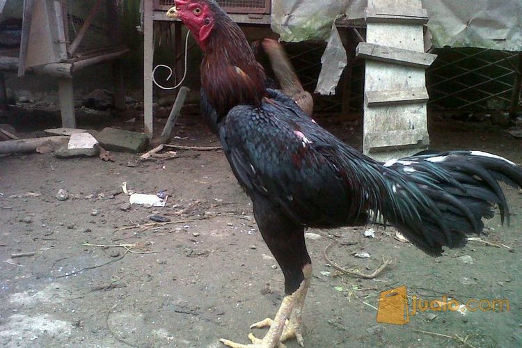  Ayam  siam sudah produksi Medan  Jualo