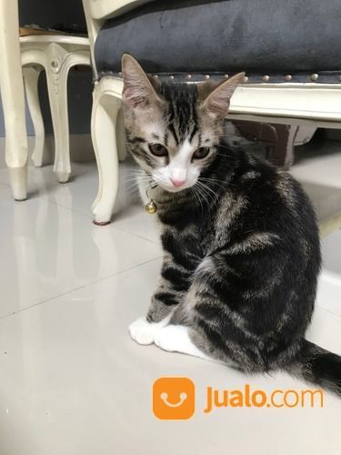 Kucing Persia Medium Short Hair Marble Colour Tangerang Selatan Jualo