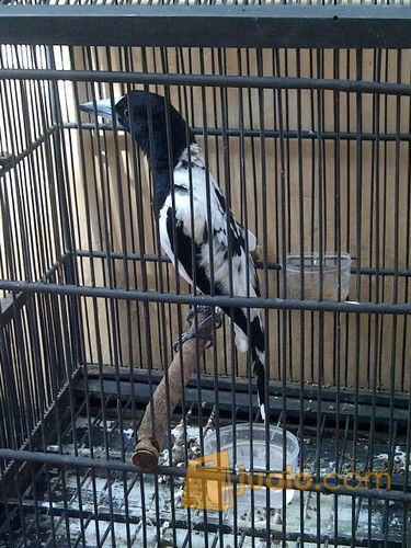 24++ Burung jagal papua harga terupdate