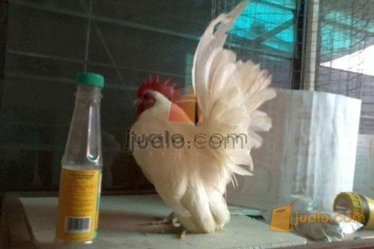 Jual Ayam Serama Jantan 11 Bulan Warna Putih Jarang Ada Ciputat Jualo