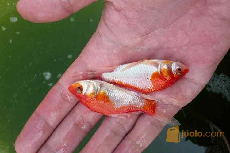 Ikan hias komet merah putih | Kab. Tulungagung | Jualo