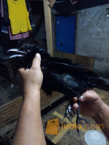 Burung Gagak Mata Merah Jakarta Barat Jualo