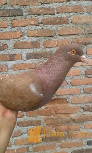 Burung Dara Murah Tinggian Jakarta Selatan Jualo