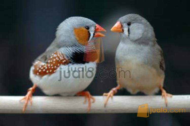 18++ Burung emprit jepang harga terbaru