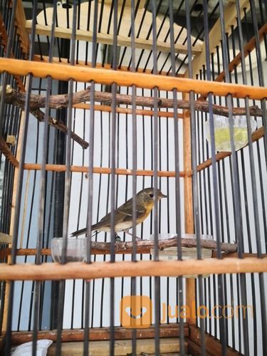 Burung Decu Kembang Surabaya Jualo