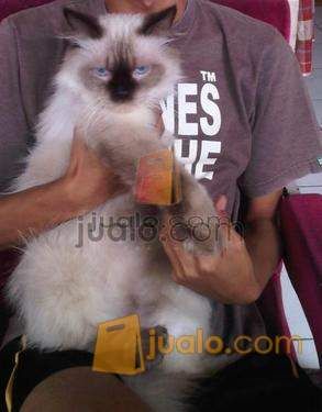 44+ Harga Kucing Persia Himalaya Jantan Hangat