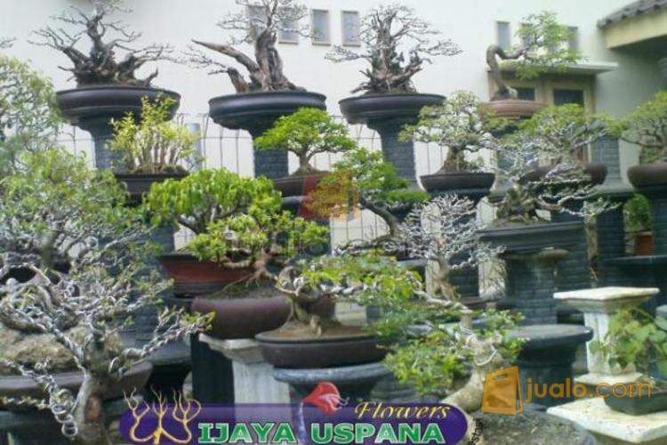  TANAMAN  HIAS BUAH BUNGA WIJAYA PUSPANA FLOWERS INDRAMAYU 