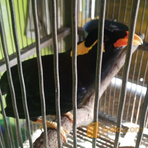 Jual Beli Burung Beo Surabaya Contoh Lif Co Id