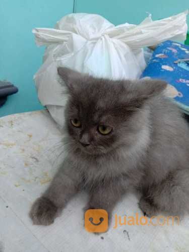 Anakan Kucing Anggora | Jakarta Timur | Jualo