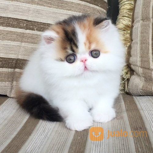 Kucing Persia Peaknose Pesek Sudah Vaksin Kab Jember Jualo