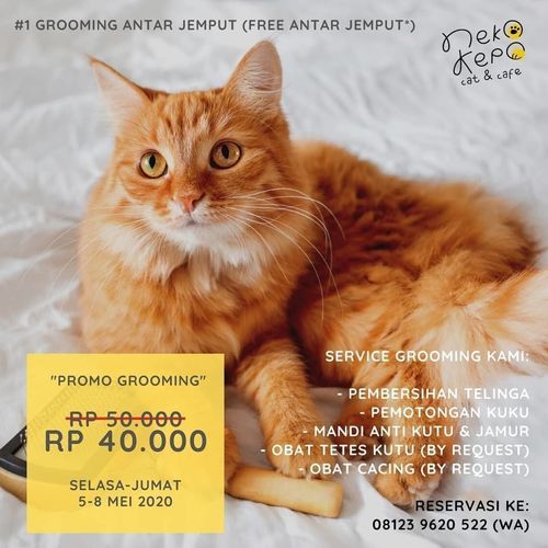 Neko Kepo Cat Cafe Grooming Promo Malang Jualo