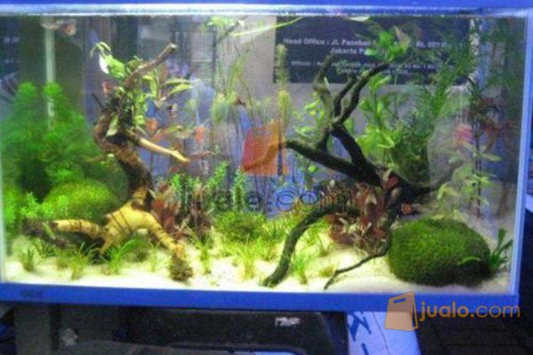 Jasa Dekorasi  Perawatan Aquarium  Air  Tawar  Aquascape Dan 