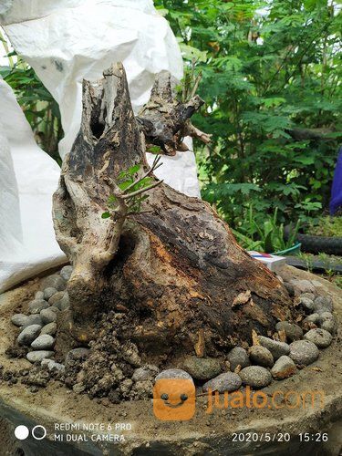 Bonsai Serut Murah Tinggal Pajang Kab Sukoharjo Jualo