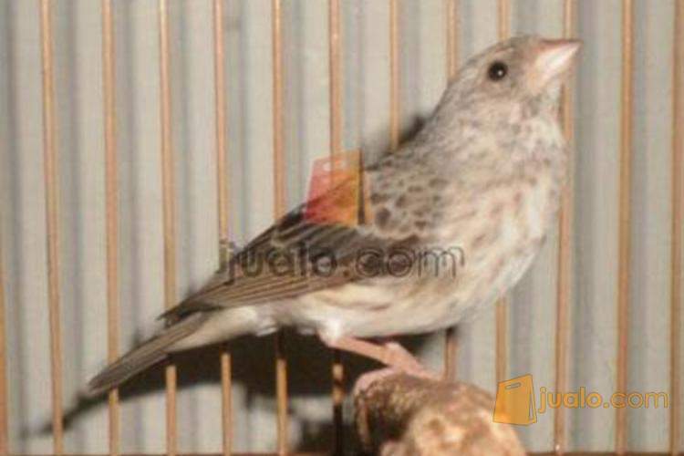 17+ Burung sanger terbaru