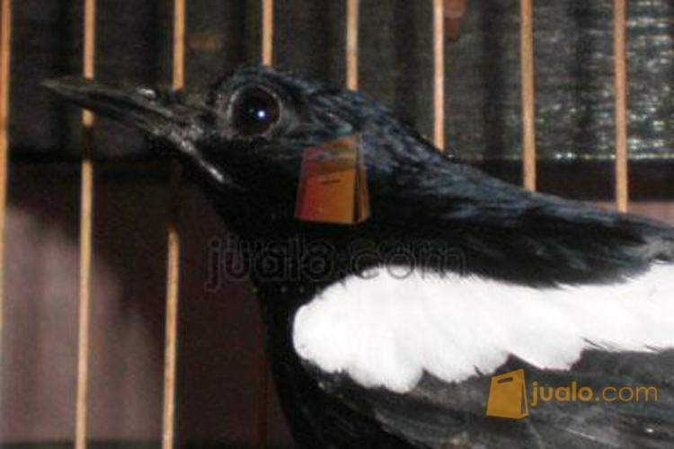 jual burung KACER JAWA TIMUR asli mulus gacor di Bandug 