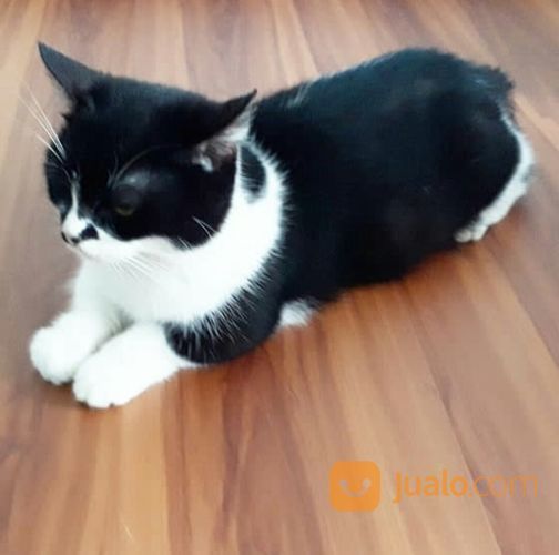 Adopsi Kucing Munchkin Betina Dewasa