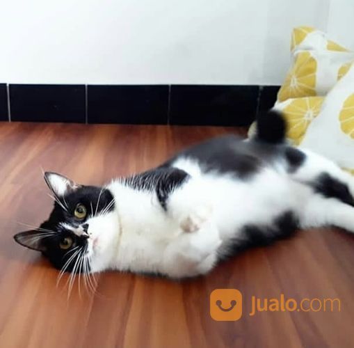 Adopsi Kucing Munchkin Betina Dewasa