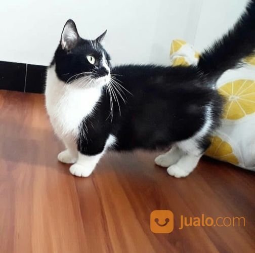 Adopsi Kucing Munchkin Betina Dewasa