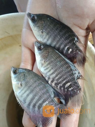 Bibit Ikan Gurame Soang Ukuran 2 Jari Di Sekojo Palembang Jualo