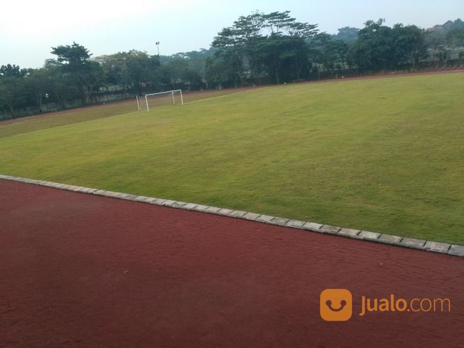 Rumput Zoysia Matrella (Lapangan Sepakbola)