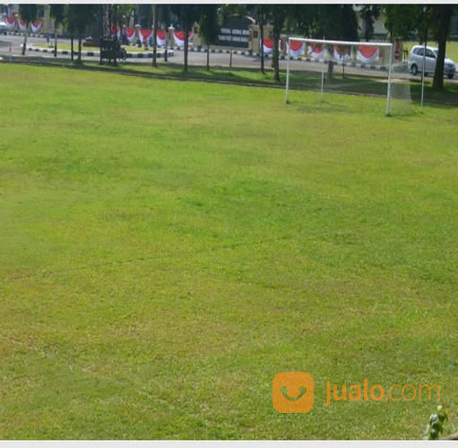 Rumput Zoysia Matrella (Lapangan Sepakbola)