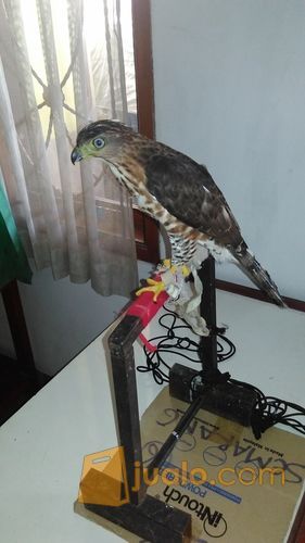 17+ Burung alap alap cg terbaru